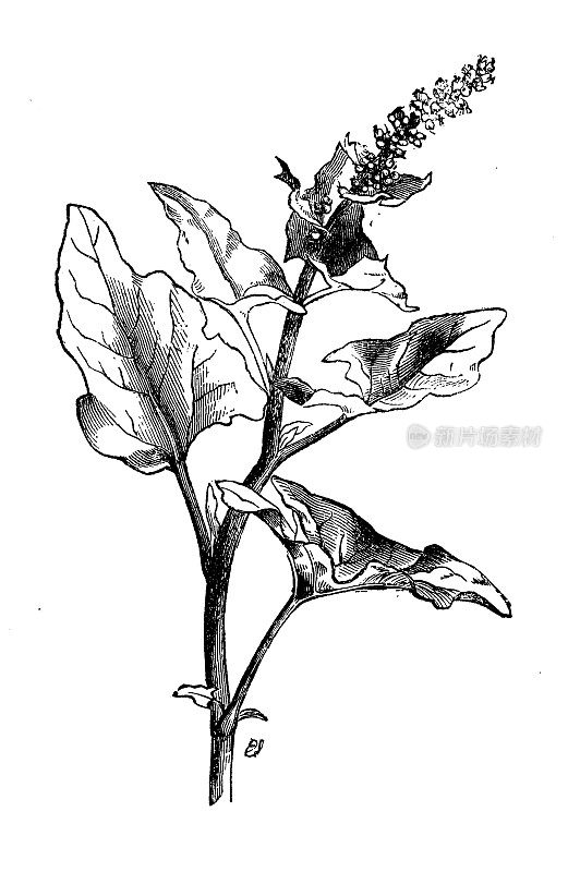 植物学植物古雕刻插图:Blitum bonus-henricus (Chenopodium bonus-henricus, Good-King-Henry)